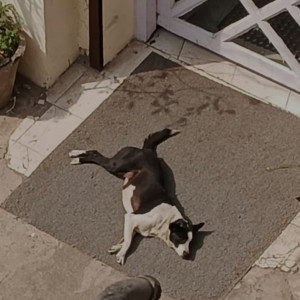 Missing: Black and White Female Indie Dog from Shahpur Jat near UCO bank-2