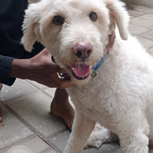 Missing: White Male Terrier Dog from Shanthi colony 13th main road