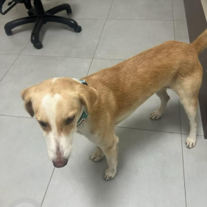 Missing: White-Brown Mix Female Indie Dog from Seven Oaks  Hospital, Jubilee Hills-3