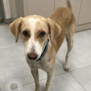 Missing: White-Brown Mix Female Indie Dog from Seven Oaks  Hospital, Jubilee Hills-2