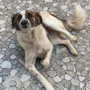 Missing: White-Brown Mix Male Indie Dog from Gate no.2 sector 46, Gurugram