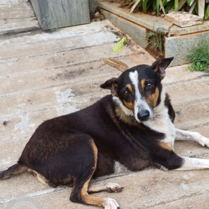 Missing: Black and White Female Indie Dog from Casuarina Drive, Neelankarai