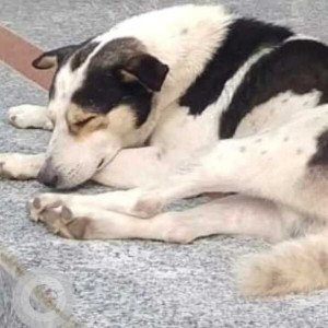 Missing: Black and White Male Indie Dog from Hansraj College