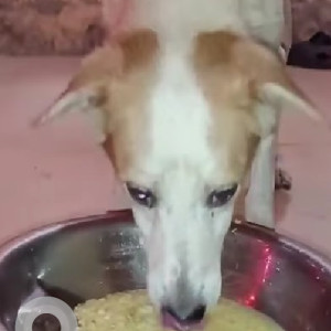 Missing: White-Brown Mix Male Indie Dog from Nalasopara East-2