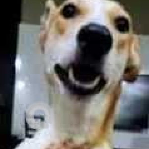 Missing: White-Brown Mix Male Indie Dog from Near LPS School, Laxmi Nagar, Delhi-3