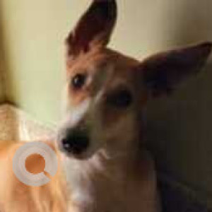 Missing: White-Brown Mix Male Indie Dog from Near LPS School, Laxmi Nagar, Delhi-2