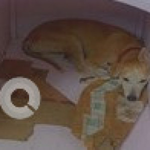 Missing: White-Brown Mix Female Indie Dog from Satya Marg, Chanakyapuri-2