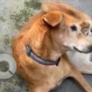 Missing: White-Brown Mix Female Indie Dog from C9, Vasant Kunj