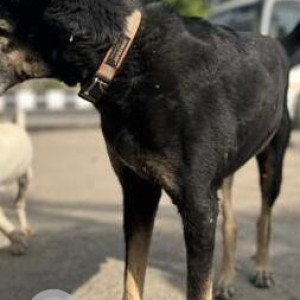 Missing: Black and Brown Male Indie Dog from Vasundhara Enclave-4