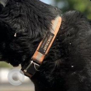 Missing: Black and Brown Male Indie Dog from Vasundhara Enclave-2