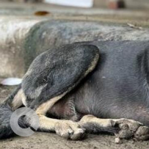 Missing: Black and Brown Male Indie Dog from Vasundhara Enclave-3