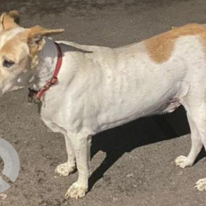 Missing: White-Brown Mix Male Indie Dog from Munirka Marg, Vasant Vihar-2