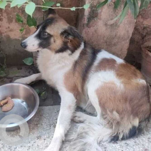 Missing: White-Brown Mix Female Indie Dog from Nili Masjid, Hauz Khas