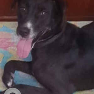 Missing: Black and White Female Indie Dog from Defence Colony C Block