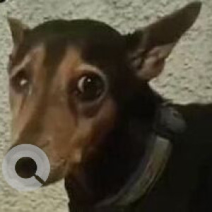 Missing: Black and Brown Female Indie Dog from Mylapore-2