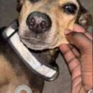 Missing: Black and Brown Female Indie Dog from Mylapore-3