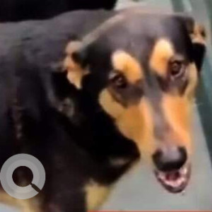 Missing: Black and Brown Female Indie Dog from T lane 2/4 DLF Phase 3 Sector 24 Gurgaon