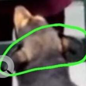 Missing: Black and Brown Female Indie Dog from T lane 2/4 DLF Phase 3 Sector 24 Gurgaon-3