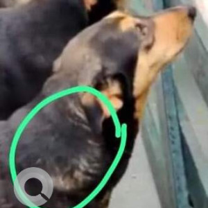 Missing: Black and Brown Female Indie Dog from T lane 2/4 DLF Phase 3 Sector 24 Gurgaon-2