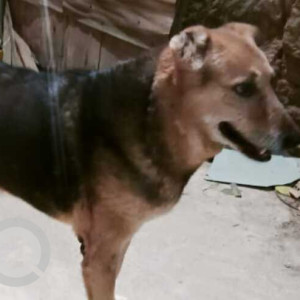 Missing: Black and Brown Male Indie Dog from Shahpur Jat