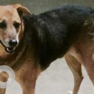 Missing: Black and Brown Male Indie Dog from Shahpur Jat-2