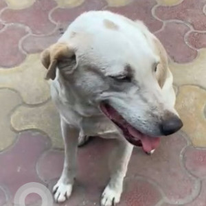 Missing: White-Brown Mix Female Indie Dog from Karol Bagh Metro Station, Gurleen Book Depot