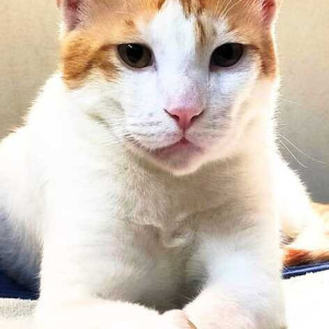 Missing: White-Brown Mix Male Indie Cat from Krishna nagar gali no.3 Safdarjung Enclave-2