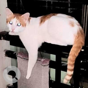 Missing: White-Brown Mix Male Indie Cat from Krishna nagar gali no.3 Safdarjung Enclave-3