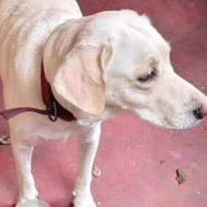 Found: White Female Labrador Dog from Ambika street, Velachery-2