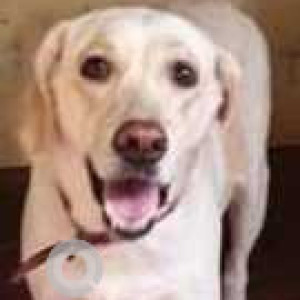 Found: White Female Labrador Dog from Ambika street, Velachery