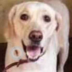 Found: White Female Labrador Dog from Ambika street, Velachery