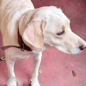 Found: White Female Labrador Dog from Ambika street, Velachery-2