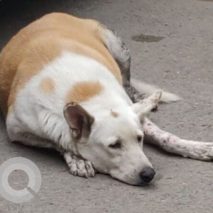 Missing: White-Brown Mix Male Indie Dog from Nehru Place South Delhi