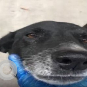 Missing: Black and White Female Indie Dog from New Friends Colony D Block Near Mmata Mandir-2