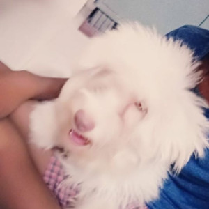 Missing: Brown Female Terrier Dog from Muthapudupet and Avadi Air Force Area-2