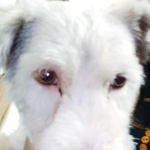 Missing: Brown Female Terrier Dog from Muthapudupet and Avadi Air Force Area-3