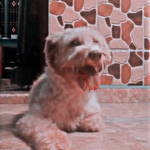 Missing: Brown Female Terrier Dog from Muthapudupet and Avadi Air Force Area