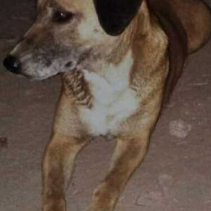 Missing: Black and Brown Female Indie Dog from DDA Flats Kalkaji Near Nakeen Coner-2