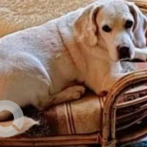 Missing: White Female Indie Dog from Taimoor Nagar Delhi-2