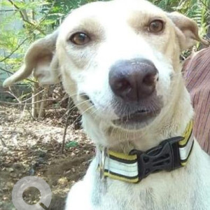 Missing: White Female Indie Dog from Blue Beach Lane, Neelankarai