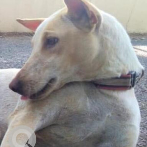 Missing: White Female Indie Dog from Blue Beach Lane, Neelankarai-2
