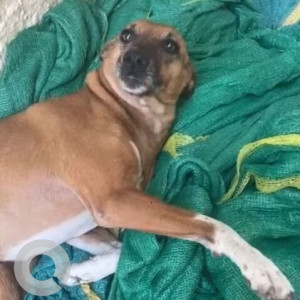 Missing: White-Brown Mix Female Indie Dog from Gautam Apartments