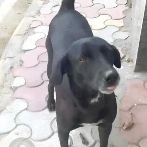 Missing: Black and White Female Indie Dog from Lajpat Nagar 3