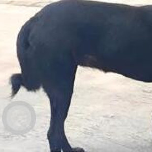 Missing: Black and White Female Indie Dog from Lajpat Nagar 3-2