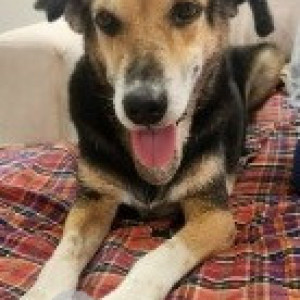 Missing: Black and Brown Male Indie Dog from Sector-52, Wazirabad