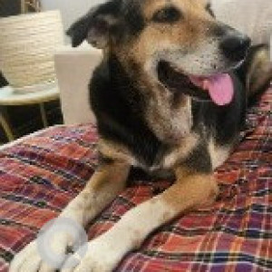 Missing: Black and Brown Male Indie Dog from Sector-52, Wazirabad-2