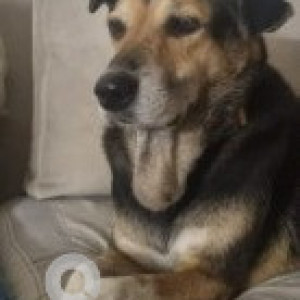 Missing: Black and Brown Male Indie Dog from Sector-52, Wazirabad-3