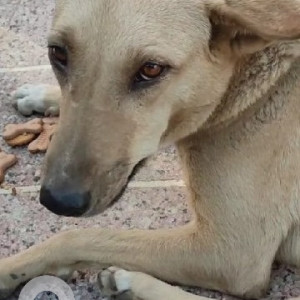 Missing: White Female Indie Dog from HNo. 734, Sector 46-2