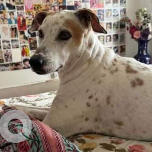 Missing: White-Brown Mix Female Indie Dog from Connoisseur Twin Towers, Sector-43