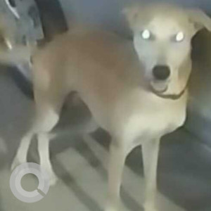 Missing: White-Brown Mix Male Indie Dog from Khirki extension, Krishna Mandir near Malviya Nagar-2